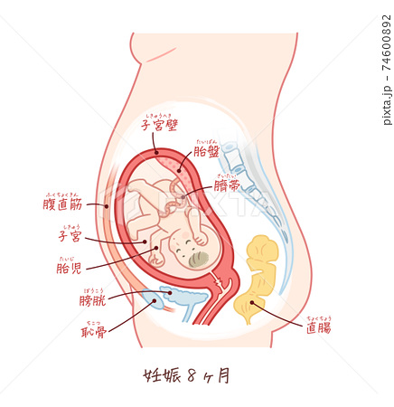 子宮の写真素材