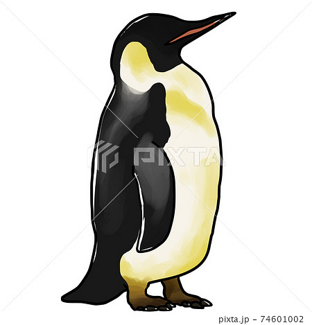 コウテイペンギン ペンギンのイラスト素材