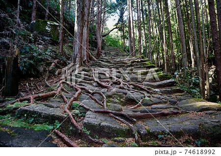 山林 杉林 熊野古道 石畳の写真素材