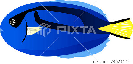 ナンヨウハギのイラスト素材