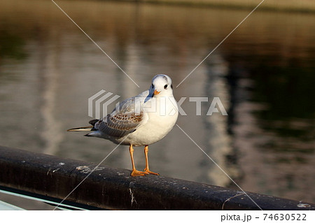 ゆりかもめ 鳥の写真素材