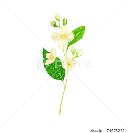 ジャスミン 花のイラスト素材 ジャスミン 花のイラスト素材