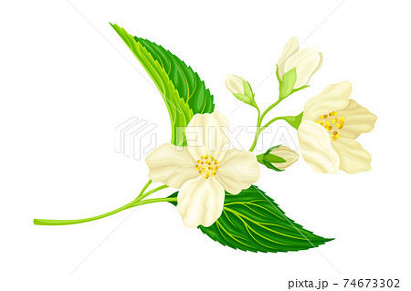 ジャスミン 花のイラスト素材 ジャスミン 花のイラスト素材