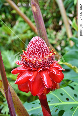 ハワイ 花の写真素材