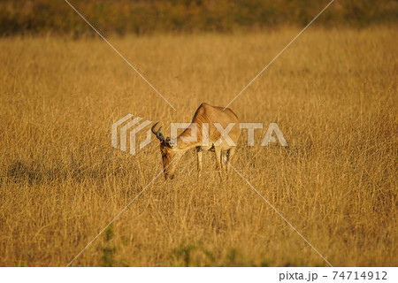 ガゼル 動物の群れ 動物群 インパラの写真素材