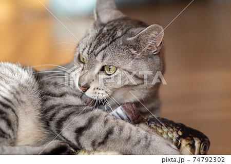猫 ネコ 抱っこ 抱くの写真素材