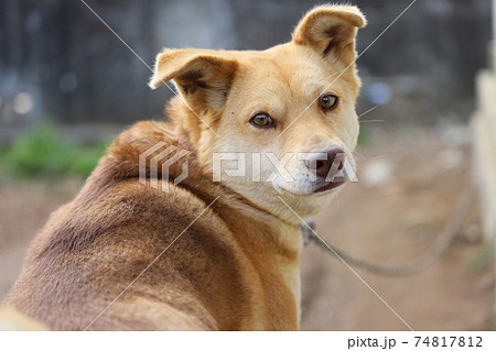 犬 動物 雑種 茶色の写真素材