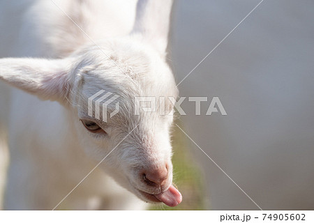 ヤギ 山羊 の写真素材集 ピクスタ
