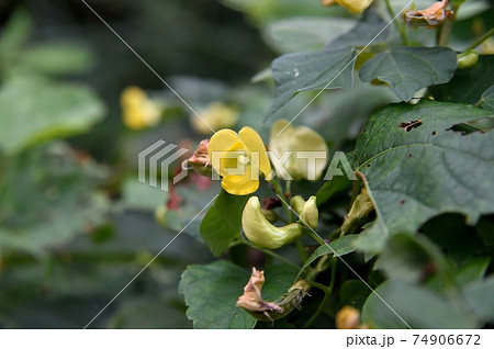 アズキの花の写真素材