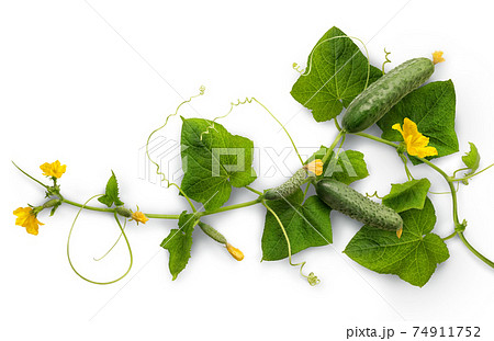 つる キュウリ 野菜 葉の写真素材
