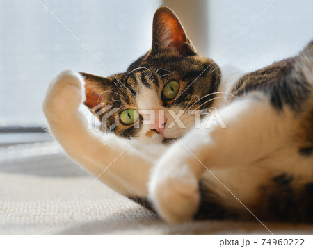 猫 ネコ 顔 洗うの写真素材