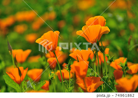 ポピー オレンジ色 花 一年草の写真素材