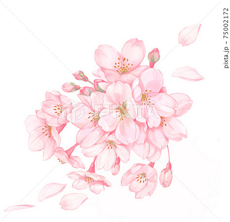 花 桜 イラスト リアルのイラスト素材