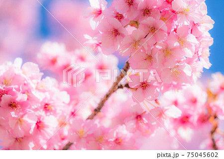 春の写真素材集 - PIXTA（ピクスタ）