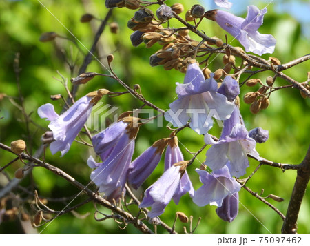桐の花 桐 花 榮の写真素材 - PIXTA