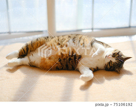 ペット 猫 屋内 仰向け 動物の写真素材 ペット 猫 屋内 仰向け 動物の写真素材