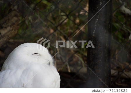 白フクロウの写真素材