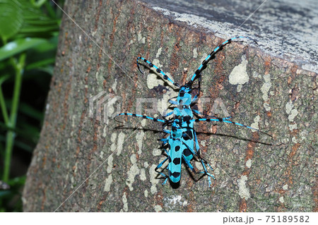 カミキリ カミキリムシ ルリボシカミキリ 青の写真素材