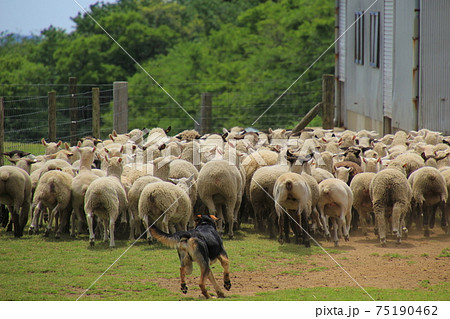 羊 おしり 動物 後姿 お尻の写真素材