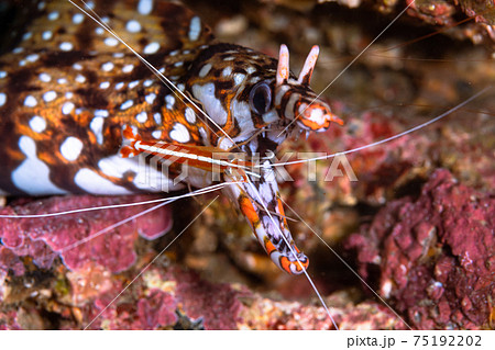 ウツボの幼魚の写真素材