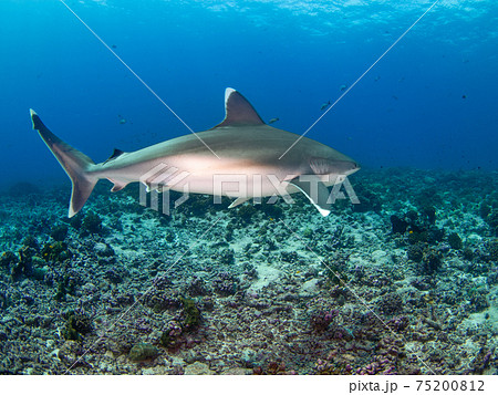 サメ 鮫 の写真素材集 ピクスタ