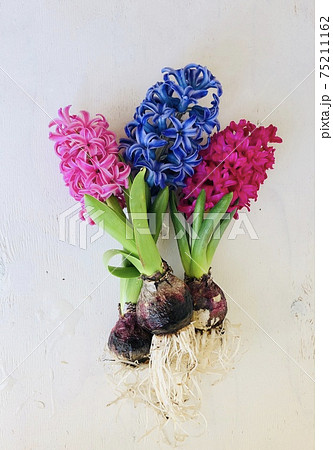 ヒヤシンス 水栽培 球根 根の写真素材
