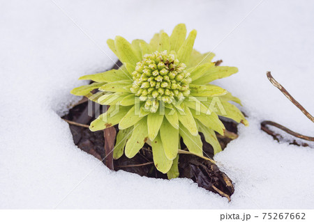 ふきのとう 雪解けの写真素材