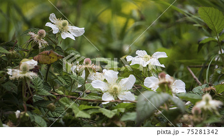 キイチゴの花の写真素材 キイチゴの花の写真素材