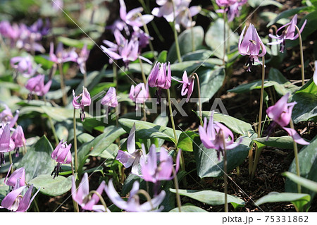花 春 紫 単子葉植物の写真素材