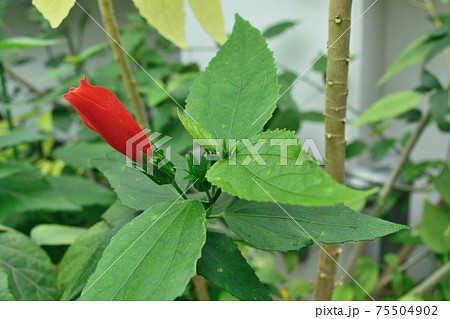 南国の花 赤い花 植物の写真素材