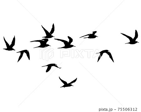 鳥 シルエットイラスト イラスト 羽ばたくの写真素材