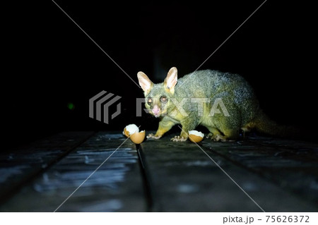 ポッサム かわいい 動物 茶色の写真素材