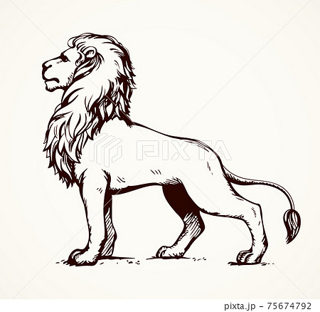 動物 ライオン 横顔 哺乳類のイラスト素材
