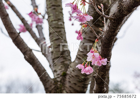 桜の幹の写真素材