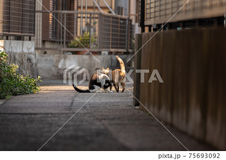 動物 猫 歩く 後ろ姿の写真素材