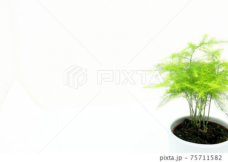 アスパラガス ナナスの写真素材