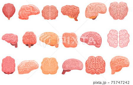 脳 正面 ベクター 医学のイラスト素材