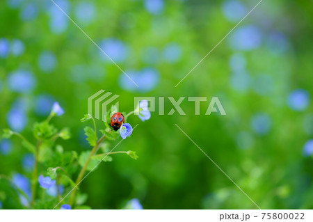 花畑 オオイヌノフグリ 自然 植物の写真素材