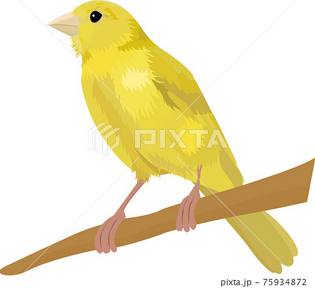 鳥 カナリア かわいい イラストのイラスト素材 鳥 カナリア かわいい イラストのイラスト素材