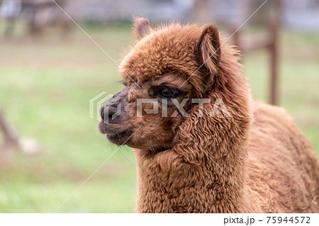 ラクダ科の写真素材