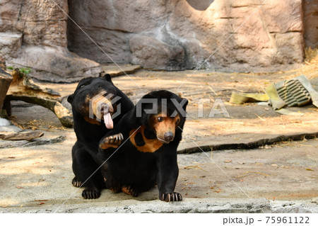 マレーグマ 熊 子供 かわいいの写真素材