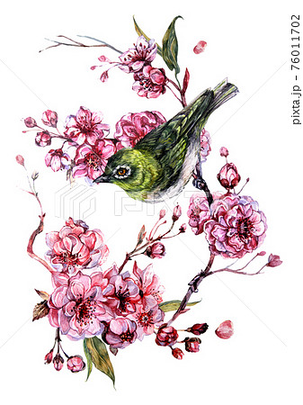 羽根 きれい 春 桜 鳥のイラスト素材