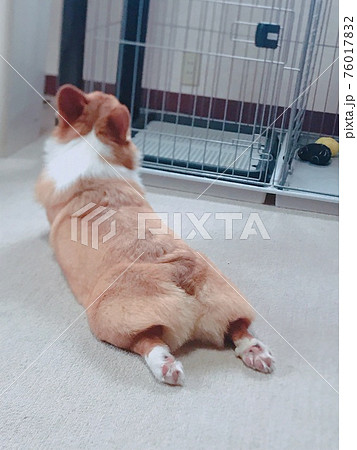 動物 犬 コーギー おしりの写真素材 動物 犬 コーギー おしりの写真素材