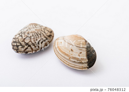 貝殻模様の写真素材