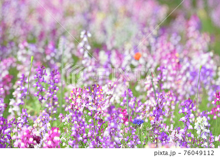 ラン科 白い花 春の写真素材 - PIXTA