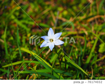 野草 花 白 花弁6枚の写真素材