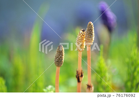 つくし 花の写真素材