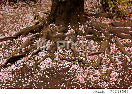 桜 根 樹木 大木の写真素材 - PIXTA