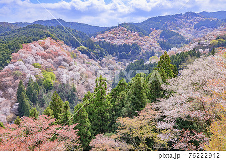 吉野桜の写真素材 - PIXTA