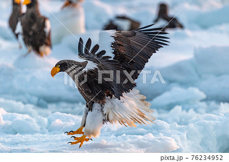 かっこいい動物の写真素材